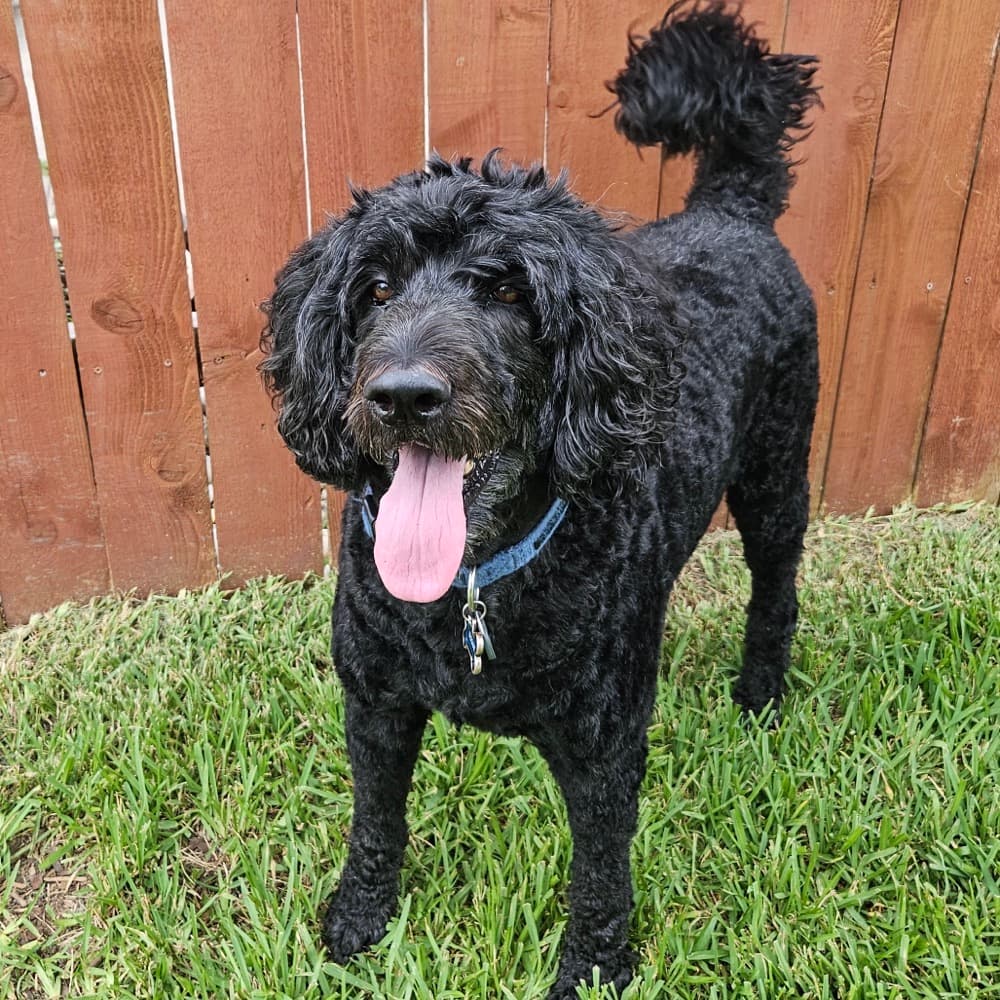 A pet photo before booking